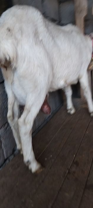 Заненнуб сауынды ешкі  сатылады