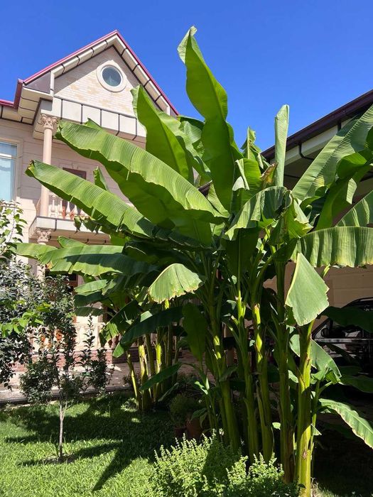 1-ЛИНИЯ 6 сотих Юнусобод тумани Бободехқон махалласи уй сотилади