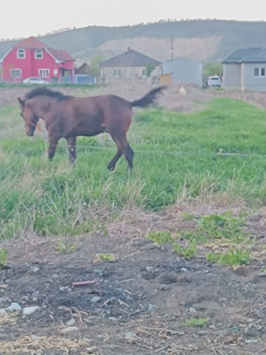 Mînz de vînzare  7 luni