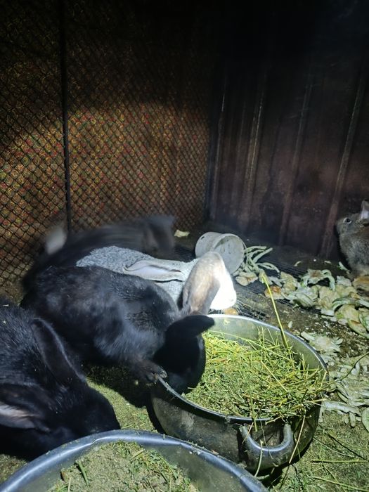 Продам фландеров