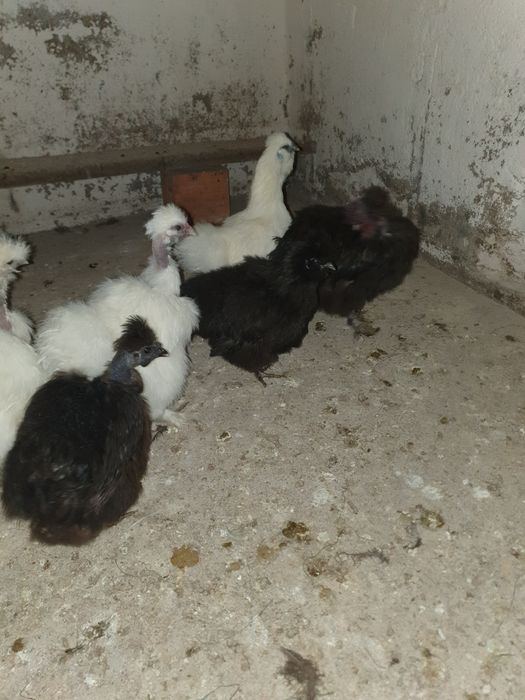 Vand matase japoneza.