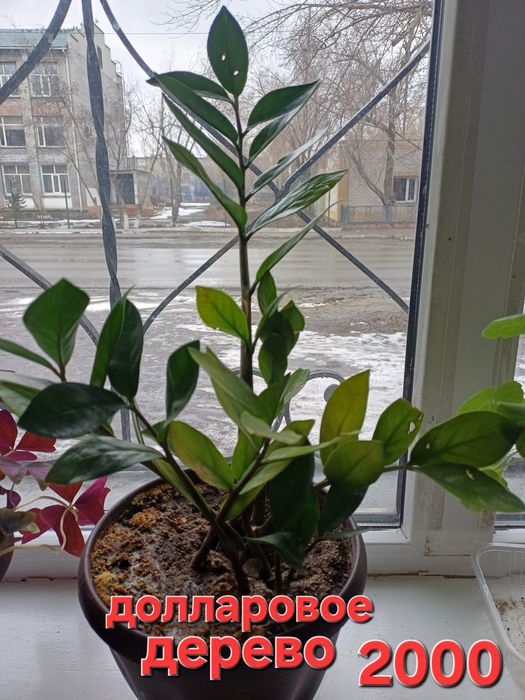 Комнатные растения цветы