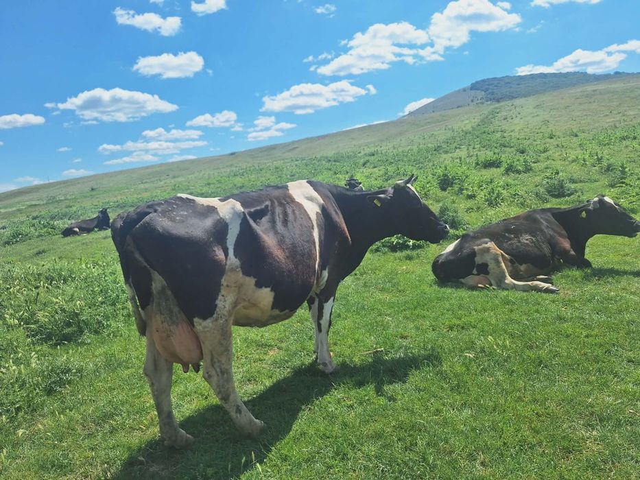 Vând vaci Holshtein bălțate pe negru