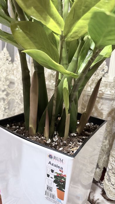 Zamiokulkas “Zamiya” boyi tuvagi bilan 95 sm. Injiq gul emas!