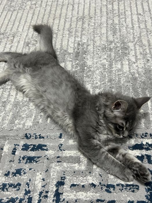 Продается кошка британская ! Мушук сотилади зоти британская !