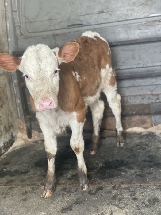 Vitea baltata de vanzare