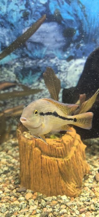 Аквариумные рыбы ( Цихлиды и Метиннисы)