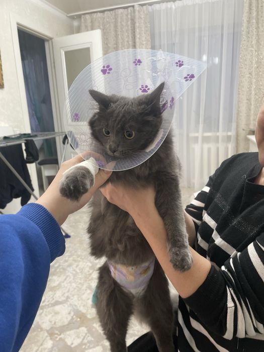 Отдам котенка в добрые руки