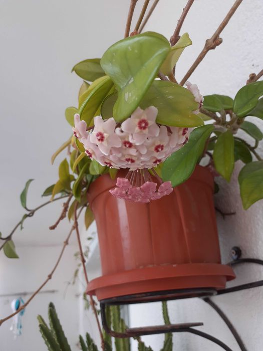 Lacrima Maicii Domnului ( Floarea de ceara)