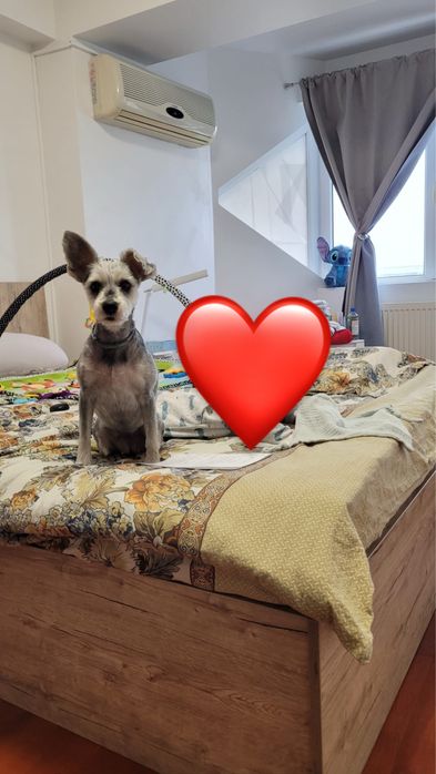 Schnautzer pitic, pedigree-spre adoptie