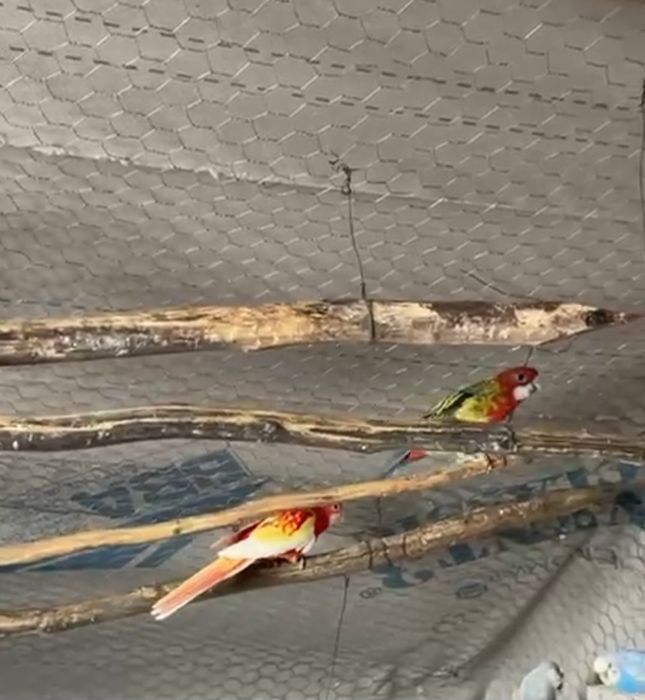 Papagali Rosella maturi