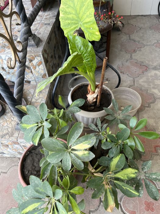 Домашние цветы с доставкой по городу бесплатно