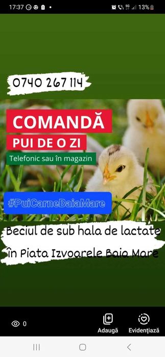 Pui de carne , pui de rasa mixta , puicute ouatoare si boboci de rata