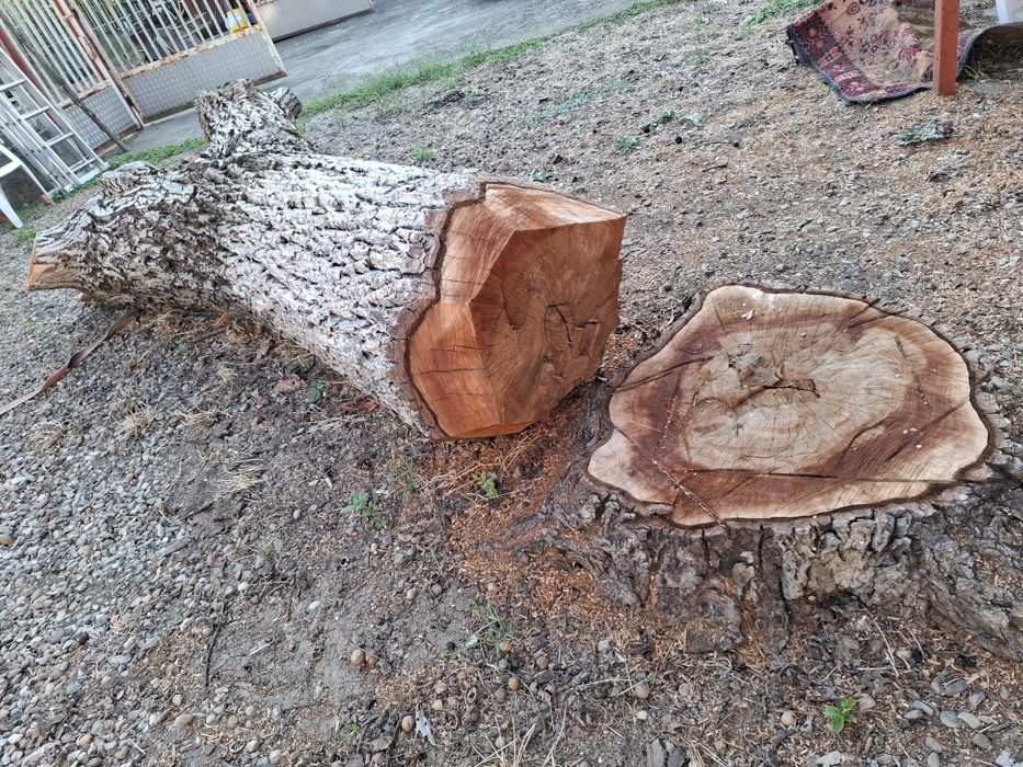 Lemn de nuc pentru prelucrat