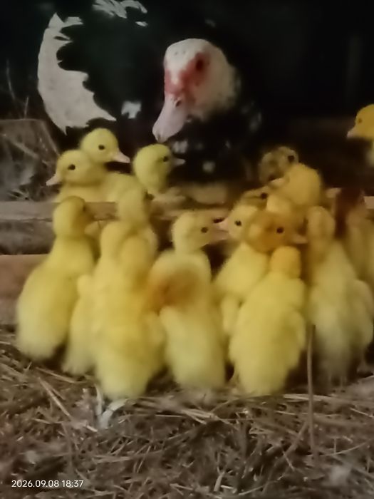 Индоутят недорого продам