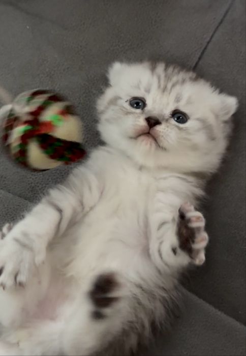 Scotish fold asalchamiz Sotiladi