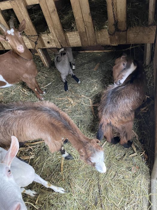 Capre și iezi de vânzare