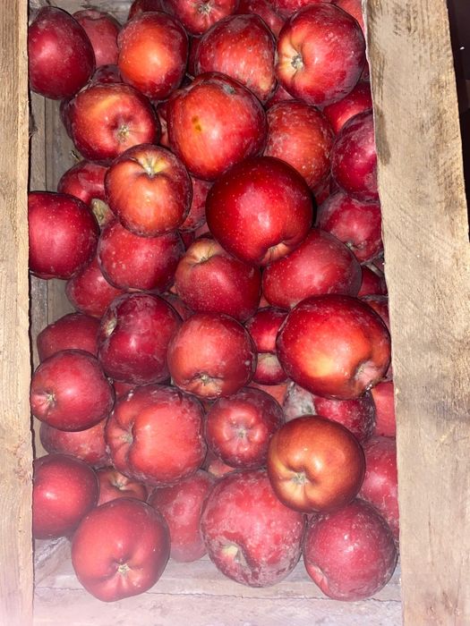 Американка, золотой привосходный