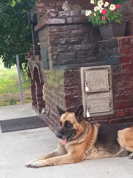 In cautarea unui cămin  iubitor