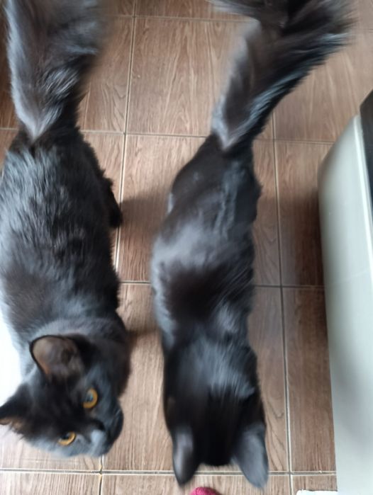 Отдам котят подростков.