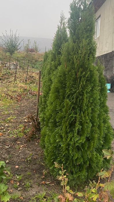 Продам красивые туи срочно