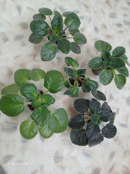 Комнатные растения