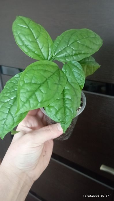 Продам Клеродендрум томпсона