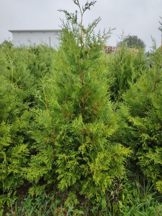 Туя Брабант, Смаракт