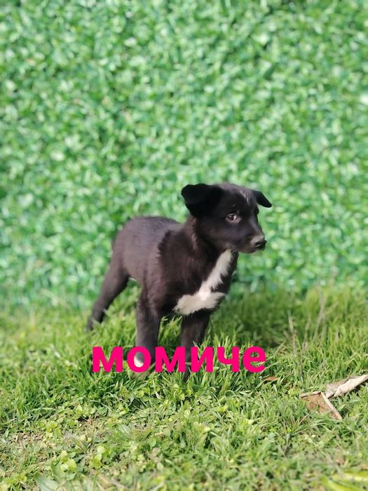 Подарява Кученца на 3 месеца