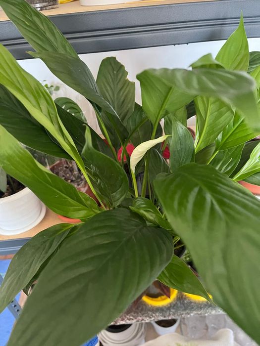 Комнатные растения