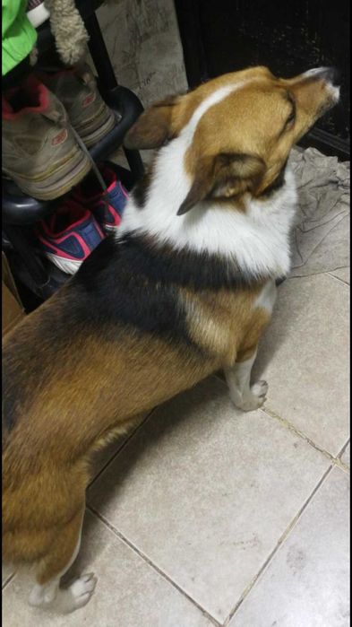 Пропала собака, кобель, пес