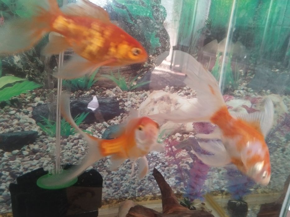 Рыбки золотые большие