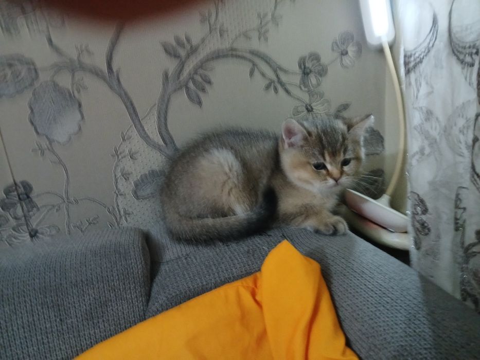 Британски чинчили късокосмисти оригинал  600лв