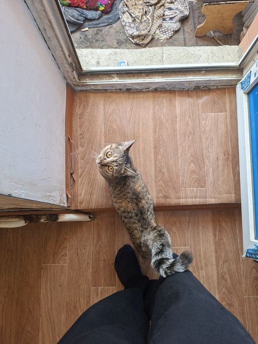 Котёнок в добрые руки