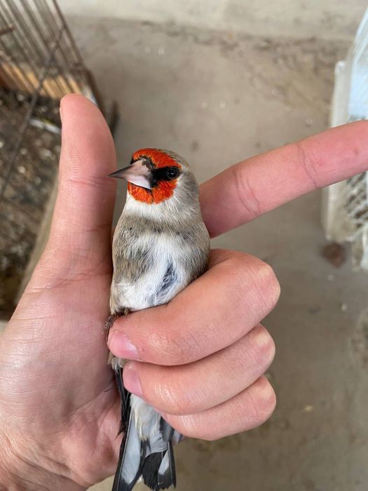 Bishkek norchila sotiladi