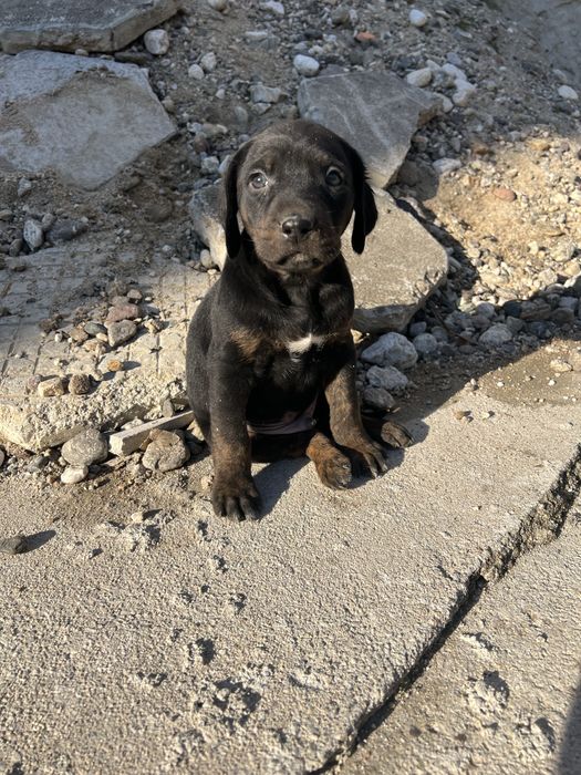 Подарявят се 3 мъжки кученца