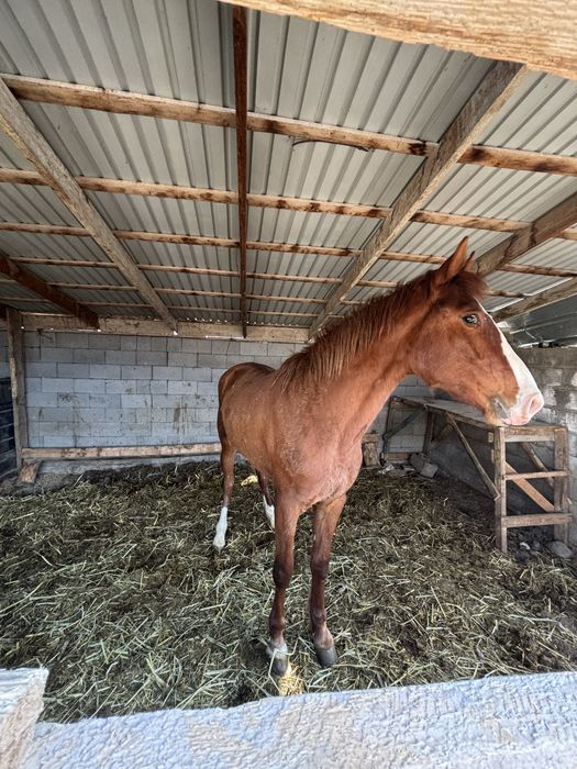 Жеребчик 2года и 3месеца