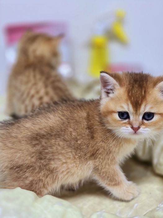 Котик и кошечка британские