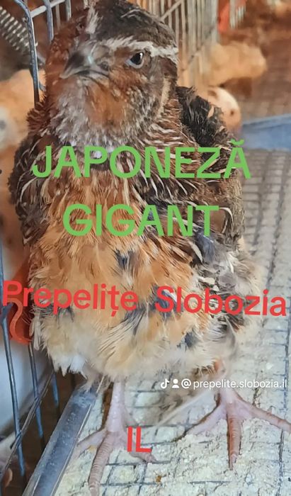 OUĂ TOP de Prepeliță PT INCUBAT  din 7 specii, LIVRARE TOATĂ ȚARA