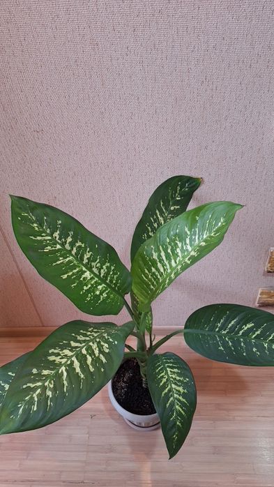 Диффенбахия тропик сноу