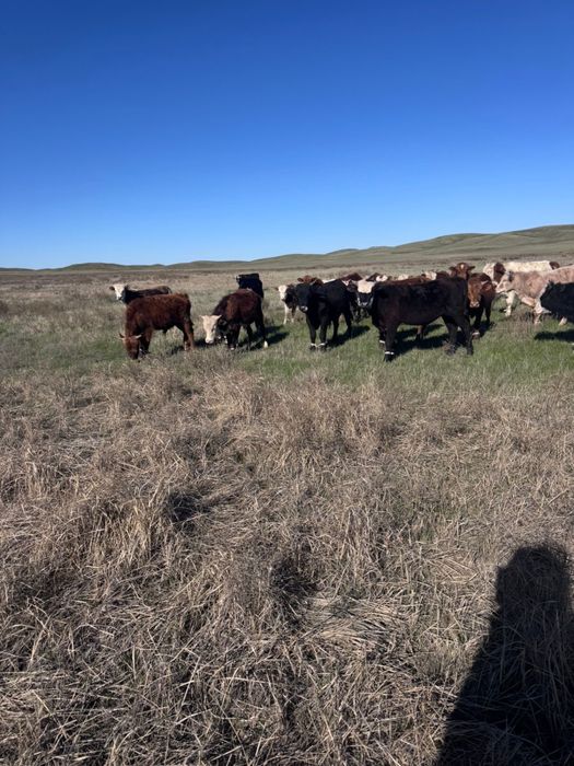 Продается бычки.