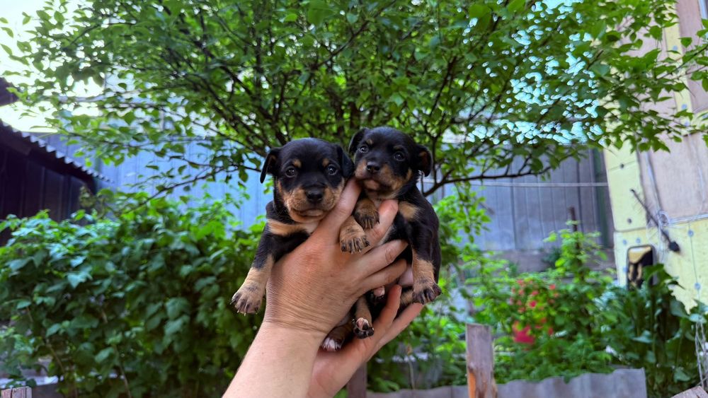 Русский той терьер