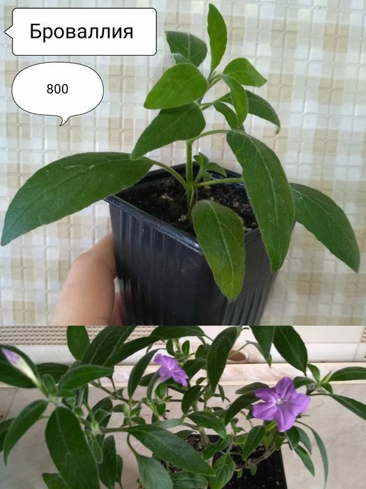 Продам комнатные цветы