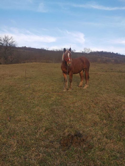 Manza tanara un an jumate