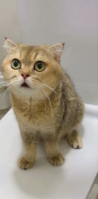 Золотая шиншилла 1ёш