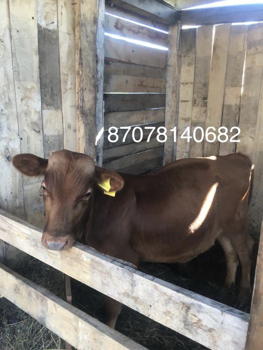 Продам Бычка 6 месяцев