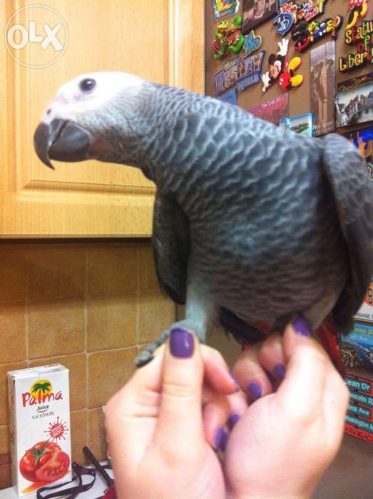 Продам попугая жако