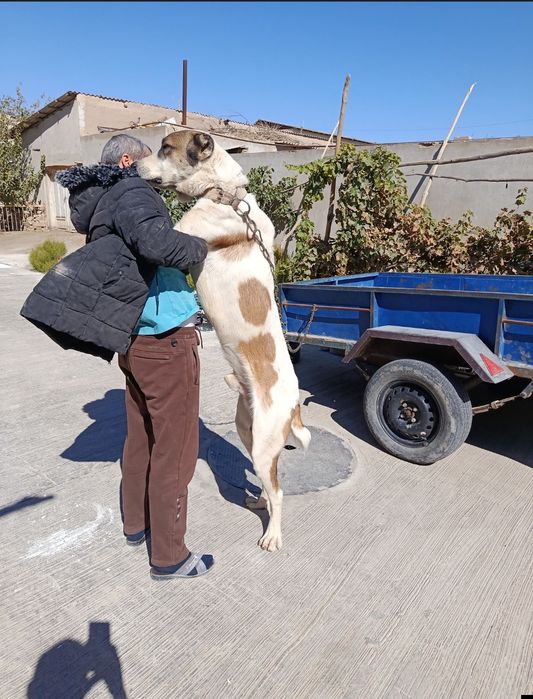 Алабай сотилади х