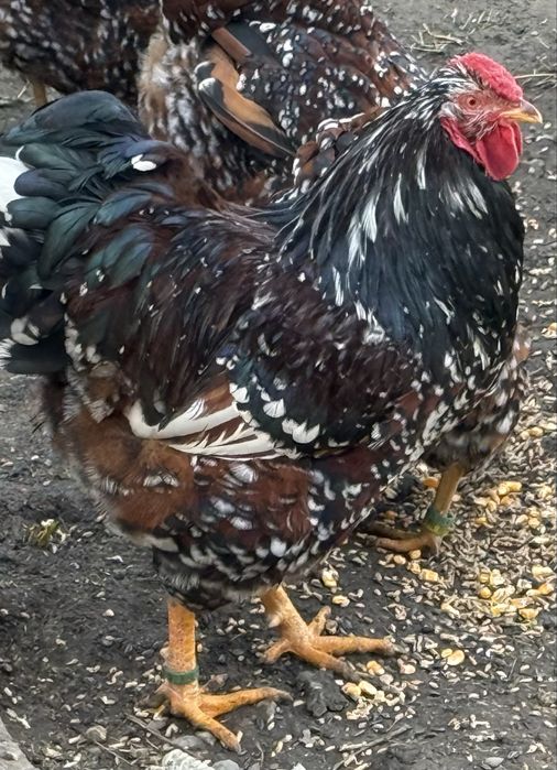 Oua Wyandotte portelan