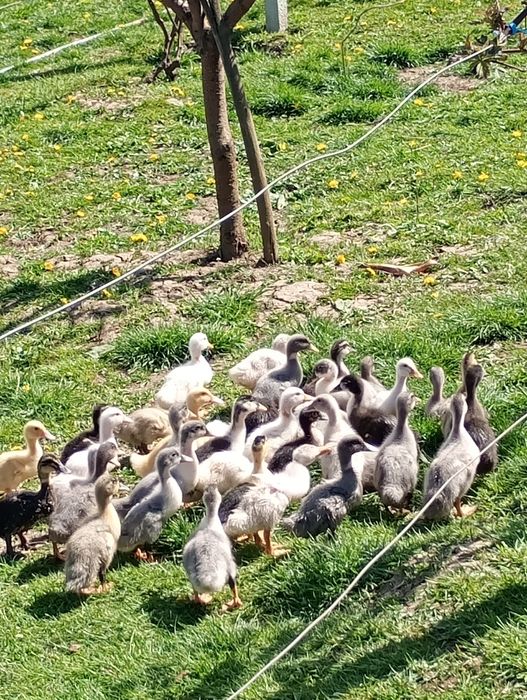 Boboci de rațe polare